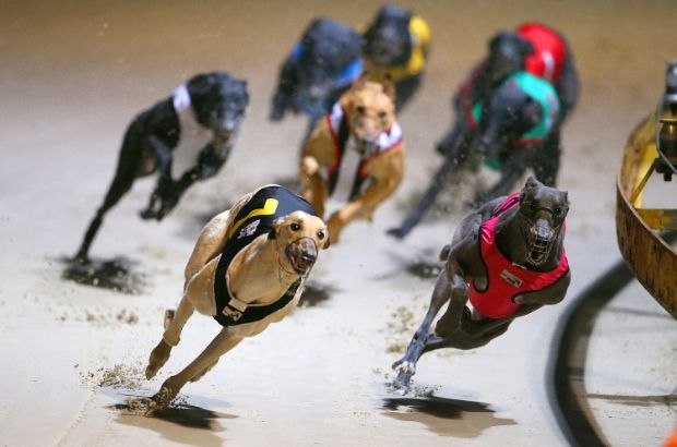 13/08/2022 Greyhound Racing Tips & Best Bets - results and winners