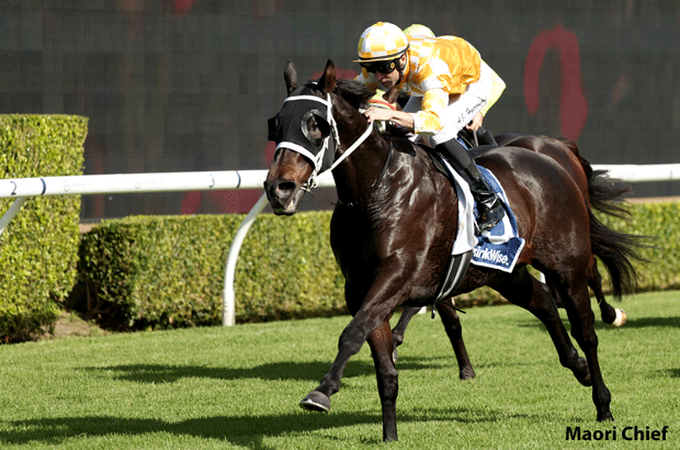 Maori Chief Tipped Horse